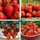Temptation Strawberry 200 Seeds