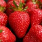 Temptation Strawberry 200 Seeds