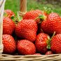 Temptation Strawberry 200 Seeds