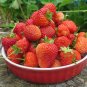 Temptation Strawberry 200 Seeds