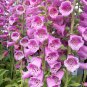 Beautiful Pink Foxgloves Flower 100 Seeds