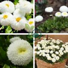 White Daisies Dwarf Bellis Perennis 120 Seeds