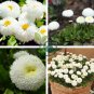 White Daisies Dwarf Bellis Perennis 120 Seeds