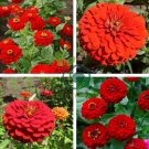 Little red ZinniaeIegans Flower 60 Seeds