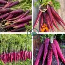 Afghan Purple Carrot Superfood Amazing Colour High Yielding Vegetables 200 Seeds