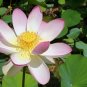 Light Pink Fragrant Nelumbo Nucifera Lotus Flower 2 Seeds