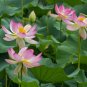 Light Pink Fragrant Nelumbo Nucifera Lotus Flower 2 Seeds