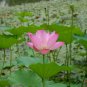Light Pink Fragrant Nelumbo Nucifera Lotus Flower 2 Seeds