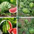 Inside Sweet Big Watermelon F1 'Wu Hei' 40 Seeds