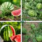 Inside Sweet Big Watermelon F1 'Wu Hei' 40 Seeds