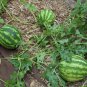 Inside Sweet Big Watermelon F1 'Wu Hei' 40 Seeds