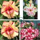 Adenium Mixed Yellow White Petals with red stripe Flower 4 Seeds