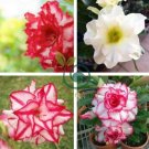 Adenium Mixed White Colorful Red Flower 4 Seeds