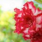 Adenium Mixed White Colorful Red Flower 4 Seeds