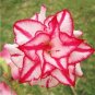 Adenium Mixed White Colorful Red Flower 4 Seeds