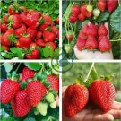 Bonai Giant Strawberry 80 Seeds