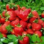Bonai Giant Strawberry 80 Seeds