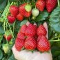 Bonai Giant Strawberry 80 Seeds