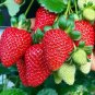 Bonai Giant Strawberry 80 Seeds