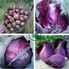 Heirloom Purple Cabbage Organic Vegetables 60 Seeds