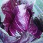 Heirloom Purple Cabbage Organic Vegetables 60 Seeds