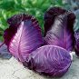 Heirloom Purple Cabbage Organic Vegetables 60 Seeds