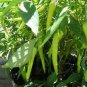 Pod Pepper Yellow Cluster of Hot Chili Vegetable 50 Seeds