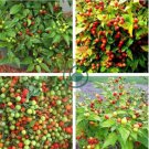 Bonsai 'Pearl' Pepper Chile Vegetables 50 Seeds