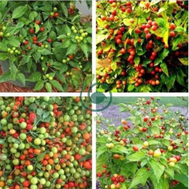 Bonsai 'Pearl' Pepper Chile Vegetables 50 Seeds