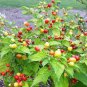 Bonsai 'Pearl' Pepper Chile Vegetables 50 Seeds