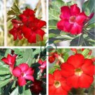 Adenium Dark Red Petals Flower 4 Seeds