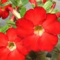 Adenium Dark Red Petals Flower 4 Seeds