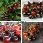Tomato 'Blue Berries' Fruit 200 Seeds