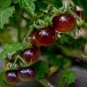 Tomato 'Blue Berries' Fruit 200 Seeds