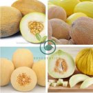 Sweet Melon Redish Orange Inside White Skin Fruit 20 Seeds