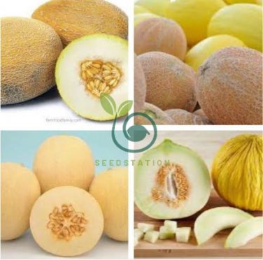 Sweet Melon Redish Orange Inside White Skin Fruit 20 Seeds