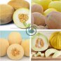 Sweet Melon Redish Orange Inside White Skin Fruit 20 Seeds