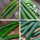 Cucumber Dark Green few Barbed Slippy Vegetable 20 Seeds