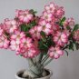 Adenium 'Tearose' Pink White Spot Stripe Bonsai Flowers 4 Seeds