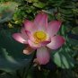 Lotus Nelumbo Nucifera Yellow Light Pink Rose Red Double Flower 100 Seeds