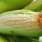 Corn 'Super Sweet 2008' Fruit Corn 200 Seeds