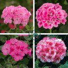 Geranium Vibrant Pink & White Bicolor Blooms Flower 20 Seeds
