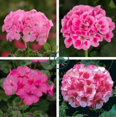 Geranium Vibrant Pink & White Bicolor Blooms Flower 20 Seeds