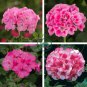 Geranium Vibrant Pink & White Bicolor Blooms Flower 20 Seeds