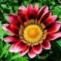 Gazania Fire Red Petals Black Stripe Color Centre Perennial Flower 60 Seeds