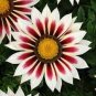 Gazania Fire Red Petals Black Stripe Color Centre Perennial Flower 60 Seeds