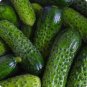 Dryland Cucumber 500 Seeds