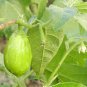 Big Green Eggplant Vegetable Organic 560 Seeds