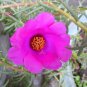 Rose Red Heronsbill Flowers Sunflower 400 Seeds