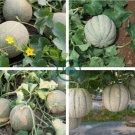 White Sweet Muskmelon Organic 40 Seeds
